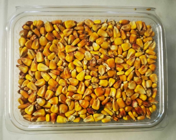 500 gramm Mais gelb ganz aktuelle Ernte in Recyschale Körner